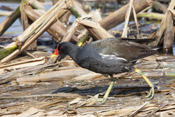 Common moorhen walking on old reeds on coast of pond. Cute colorful waterbird. Bird in wildlife.