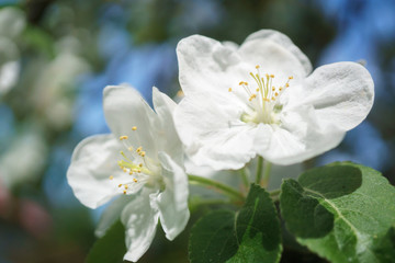 apple tree flowers blossoming in the sunny garden