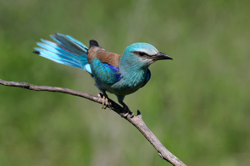 One European roller sits on a tree against nice green  blurred background