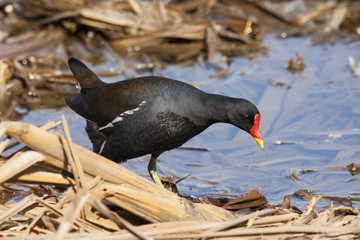Common moorhen walking on old reeds on coast of pond. Cute colorful waterbird. Bird in wildlife.
