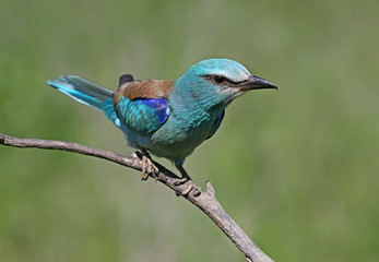 European roller sits on an inclined branch on a blurred green background in bright sunlight