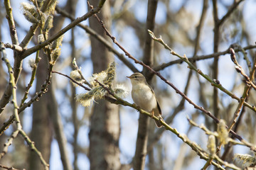Willow warbler sitting on branch of tree. Cute little songbird. Bird in wildlife.