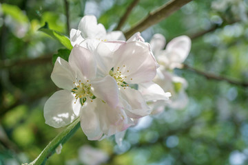 apple tree flowers blossoming in the sunny garden