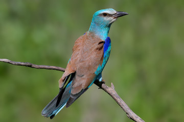 One European roller sits on a tree against nice green  blurred background. Unusual close up and detailed photo