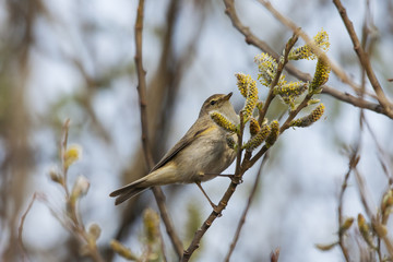 Common chiffchaff perched on branch of bush. Cute little warbler. Bird in wildlife.