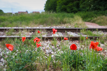 Poppy flowers next to the railroad
