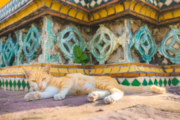 Cat relaxing on Pagoda in Wat pho Buddhist temple in Bangkok , Thailand