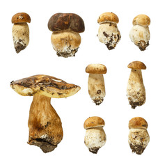 Macro - Collection of Boletus edulis ( king bolete ) isolated on white background, (high resolution)