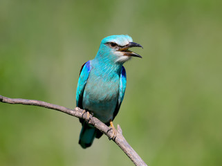European roller sits on an inclined branch on a blurred green background in bright sunlight