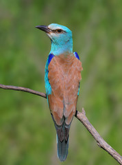 One European roller sits on a tree against nice green  blurred background