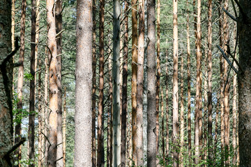 Tree trunks in a coniferous forest.