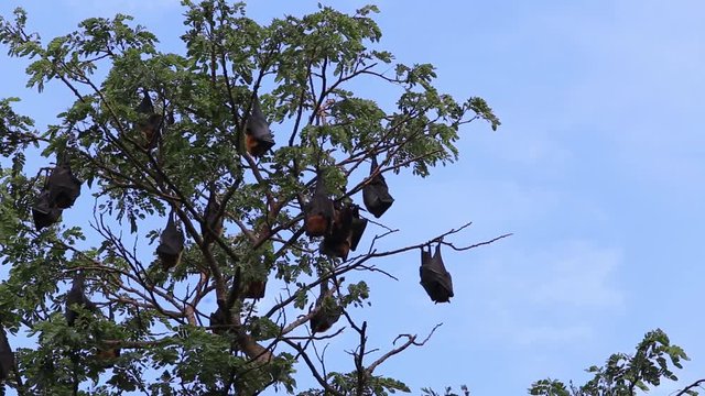 Pteropus lylei Bats on the tree