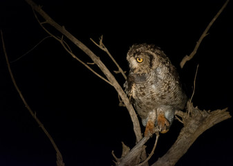 Owl