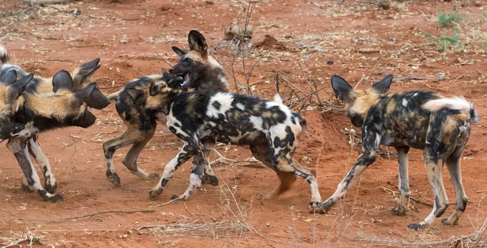 Wild dogs playing