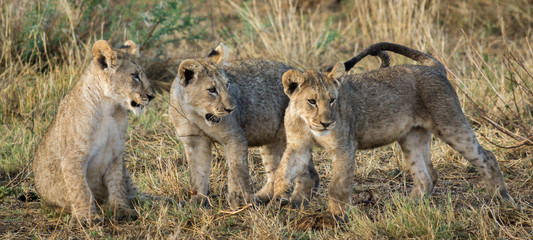 lion cubs playing