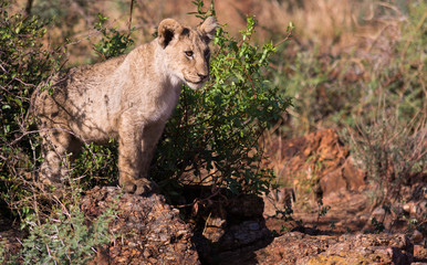 lion cub on rock