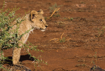 Lion cub