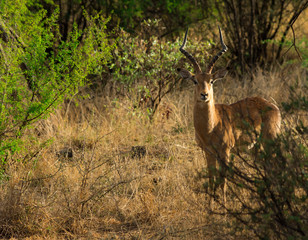 Impala ram