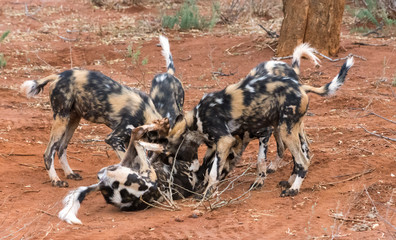 Wild dogs Playing