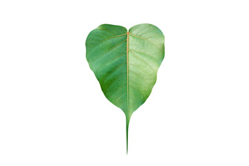Pattern heart shape of green leaf