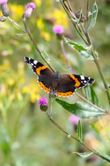 Admiral, Pyrameis atalanta auf einer grünen Wiese, Schmetterling im Frühling.