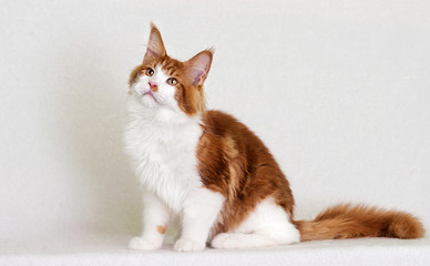 cat maine coon on white background