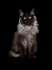 cat maine coon on a black background