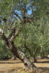 Olive tree, Greece
