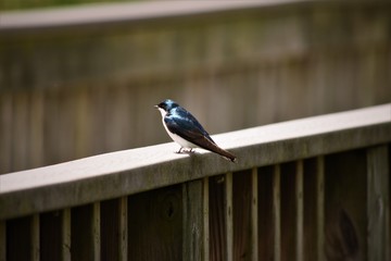 Bird on Wooden Railing