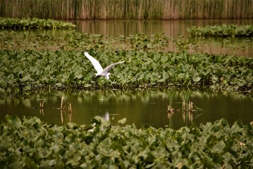 Bird flying over water