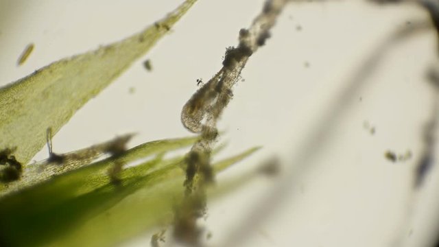 the most enduring organism on the planet is the slow-moving, under a microscope