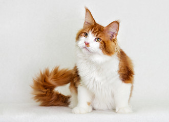 cat maine coon on white background