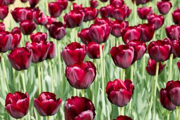 Colorful black tulips flowers blooming in a garden