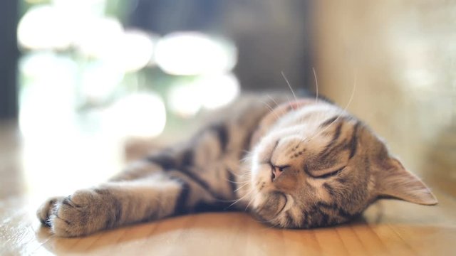 4K Cute tabby cat sleeping with sweet dream at home, Tilt up shot