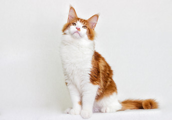 cat maine coon on white background