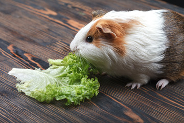 A small guinea pig eating a lettuce leaf
