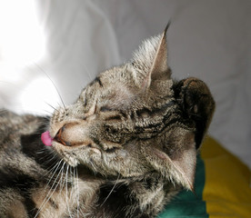 Fototapete bei efototapeten.de bestellen   