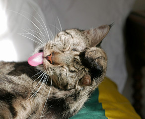 Fototapete bei efototapeten.de bestellen   