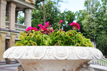 Fototapeta premium summer flowers in the park