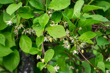 Obraz premium Flowers of Schisandra Chinese. Spring flowering plants.