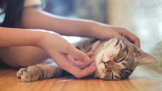 4K Close up hands of the girl girl plays with sleeping cute tabby cat