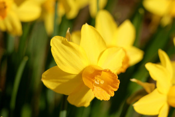 Yellow flower of a narcissus.