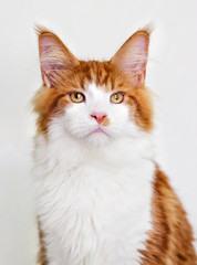 cat maine coon on white background
