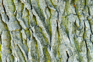 Fullscreen texture of oak bark.