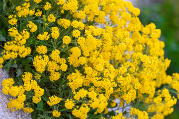 Gelbe Garten Blumen, Aurinia saxatilis