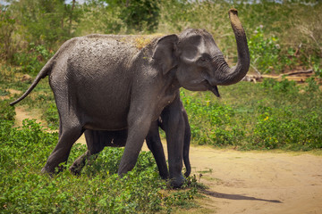 The Asian adult and baby elephants are walking in the Pinnawala Elephant Orphanage. Pinnawala village, Sri Lanka. Wild animals under human protection.