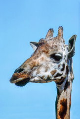 Naklejka premium Giraffe