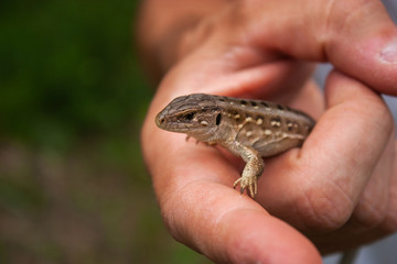 A little brown lizard in his hand.