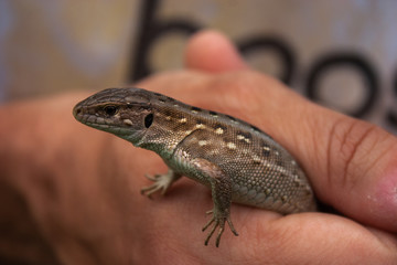 Naklejka premium A little brown lizard in his hand.
