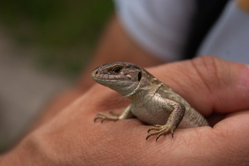Fototapeta premium A little brown lizard in his hand.